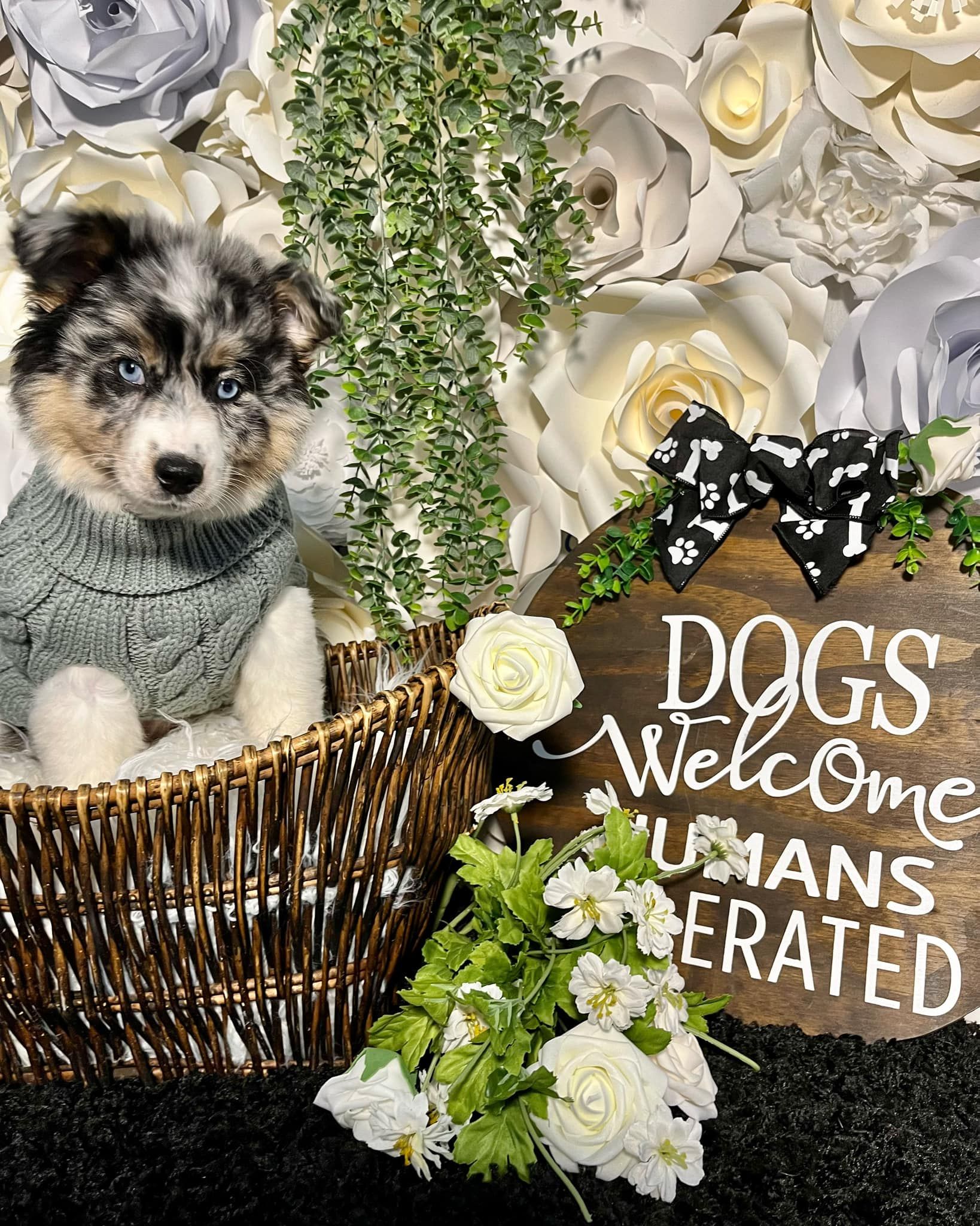 Small puppy in a basket beside a sign reading “Dogs Welcome Humans Tolerated,” with flowers and butterflies.