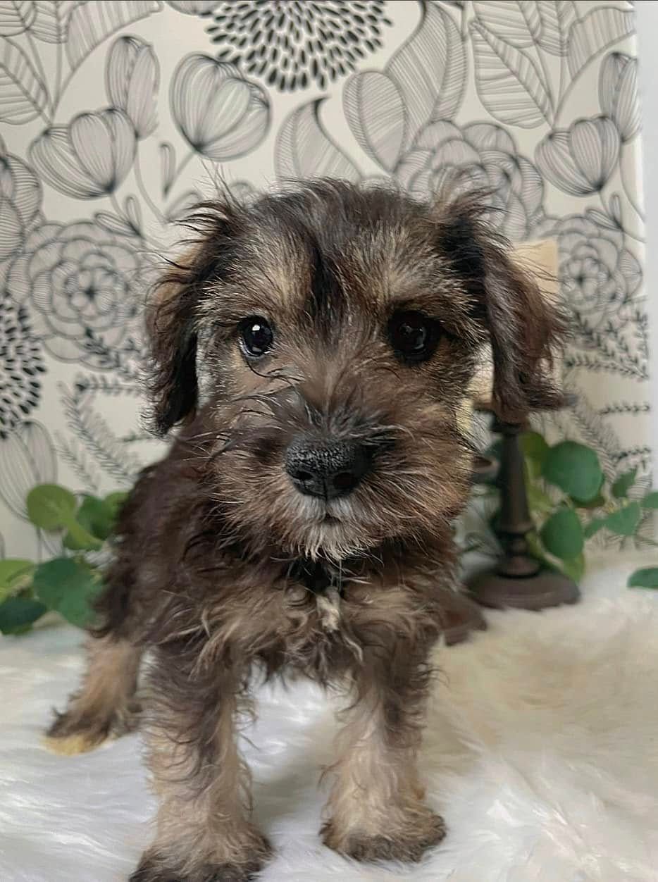 Small fluffy brown puppy standing indoors on a white rug in front of floral wallpaper.
