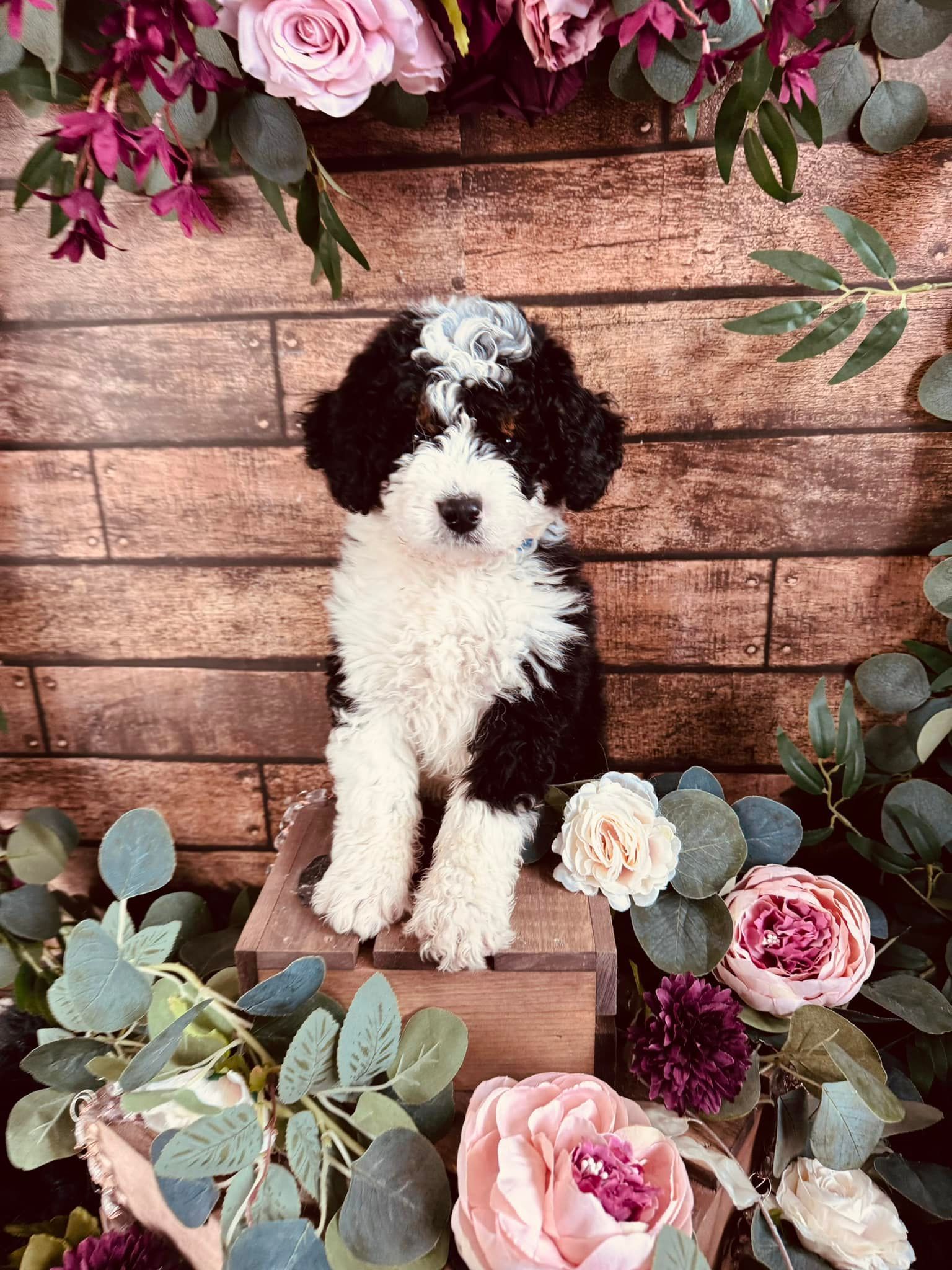 Black-and-white fluffy puppy sitting against a rustic wood backdrop with pink flowers and greenery