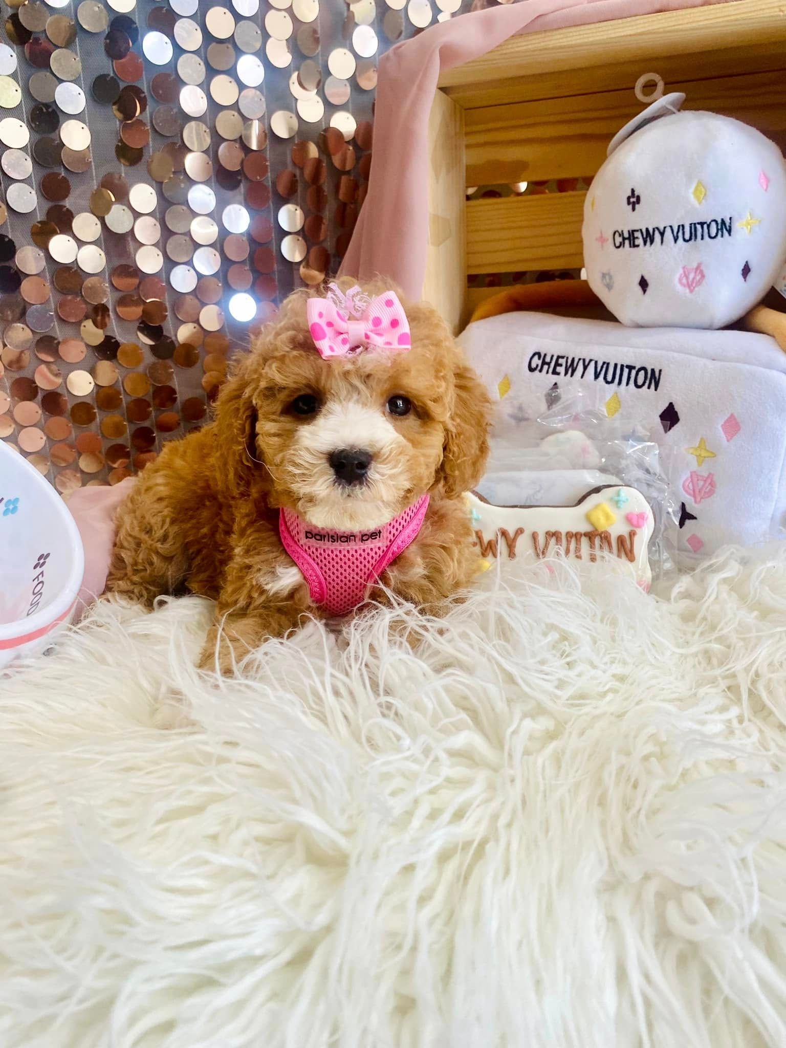 Small brown puppy with pink bow and bandana on a fluffy white rug, beside decorated Halloween pumpkins.