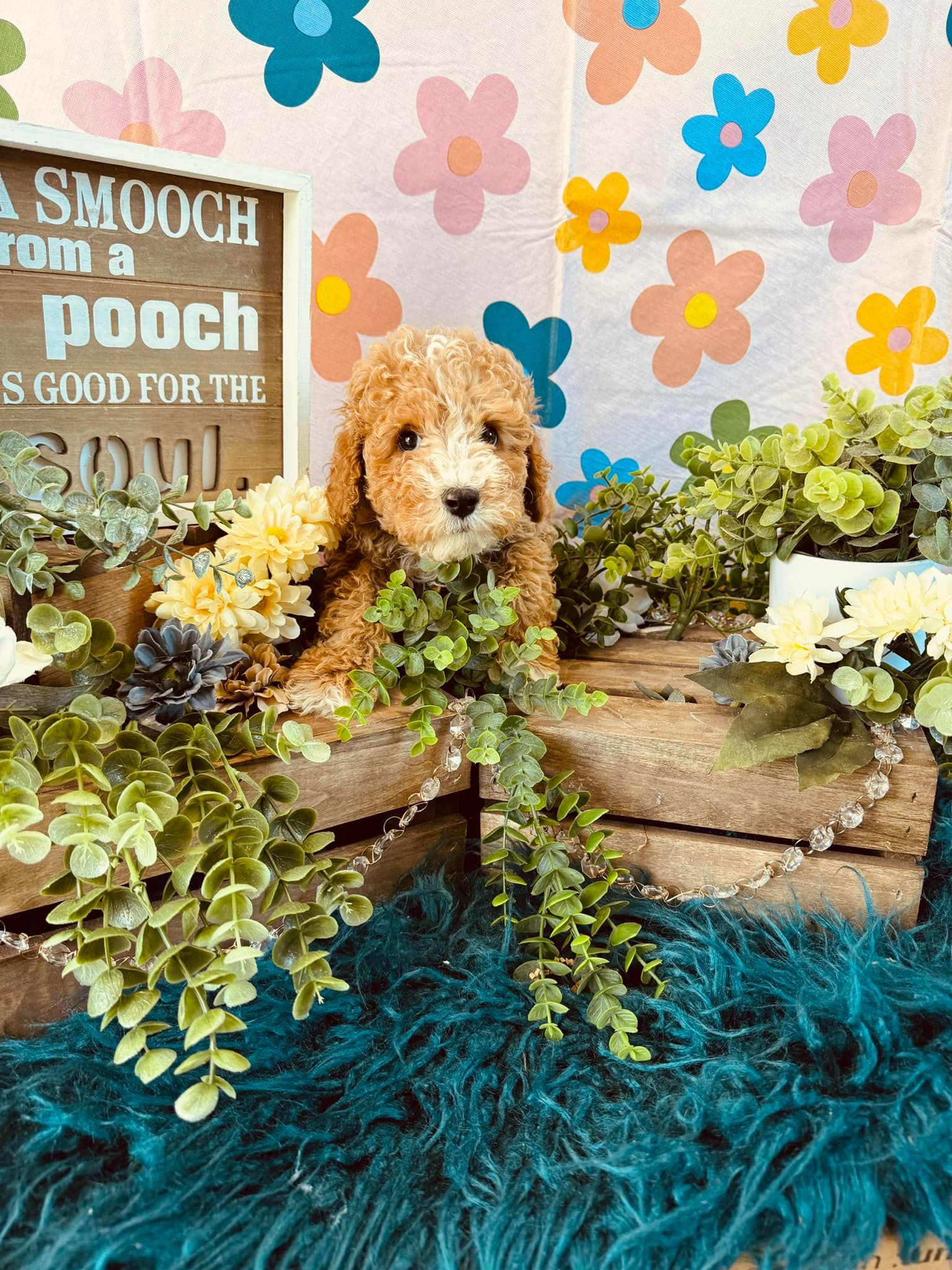 Curly-haired dog peeks from greenery on a turquoise rug, in front of a flowered wall and wooden sign.