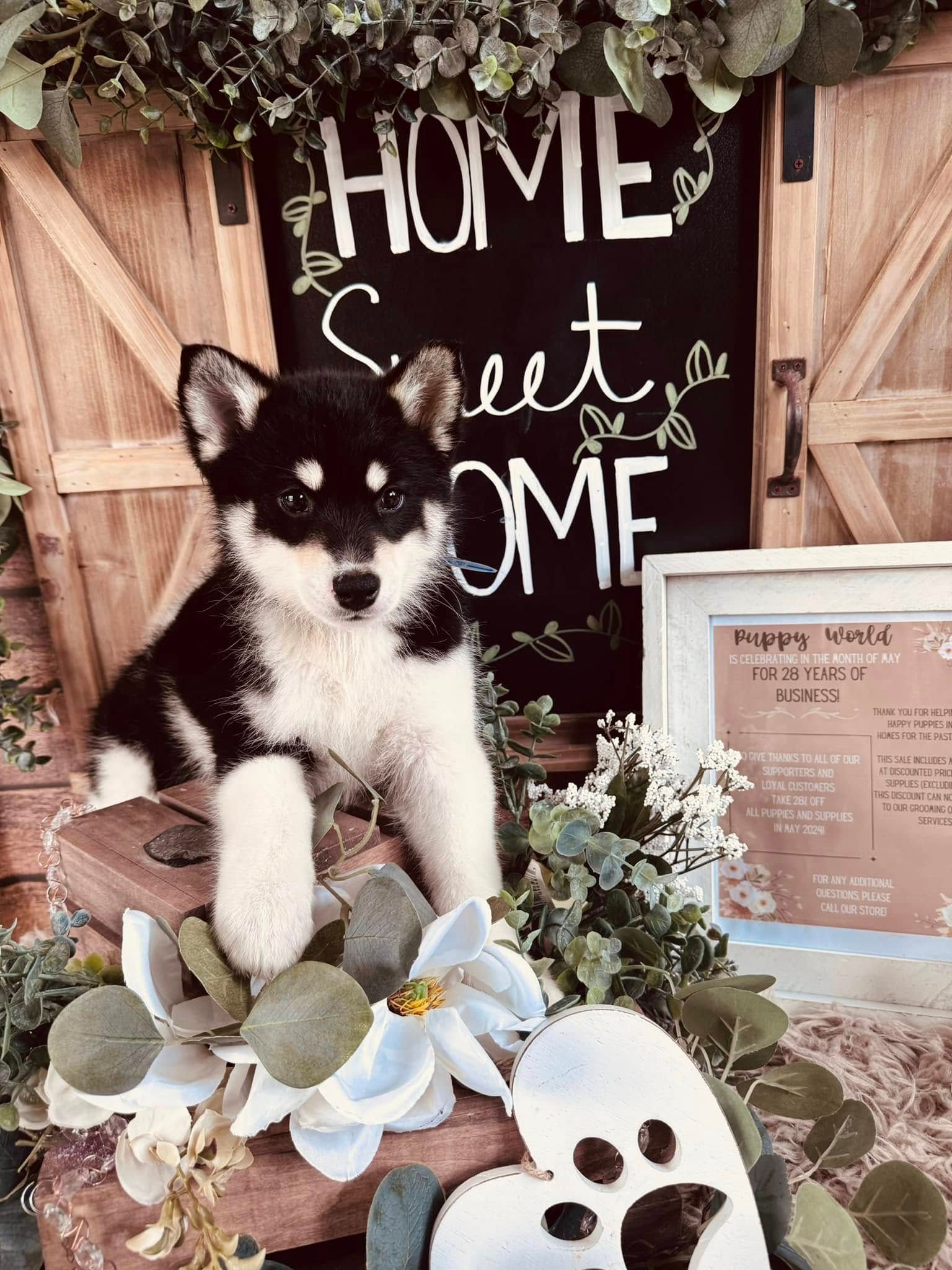 Black-and-white puppy in a floral fall home decor display with “Home Sweet Home” sign