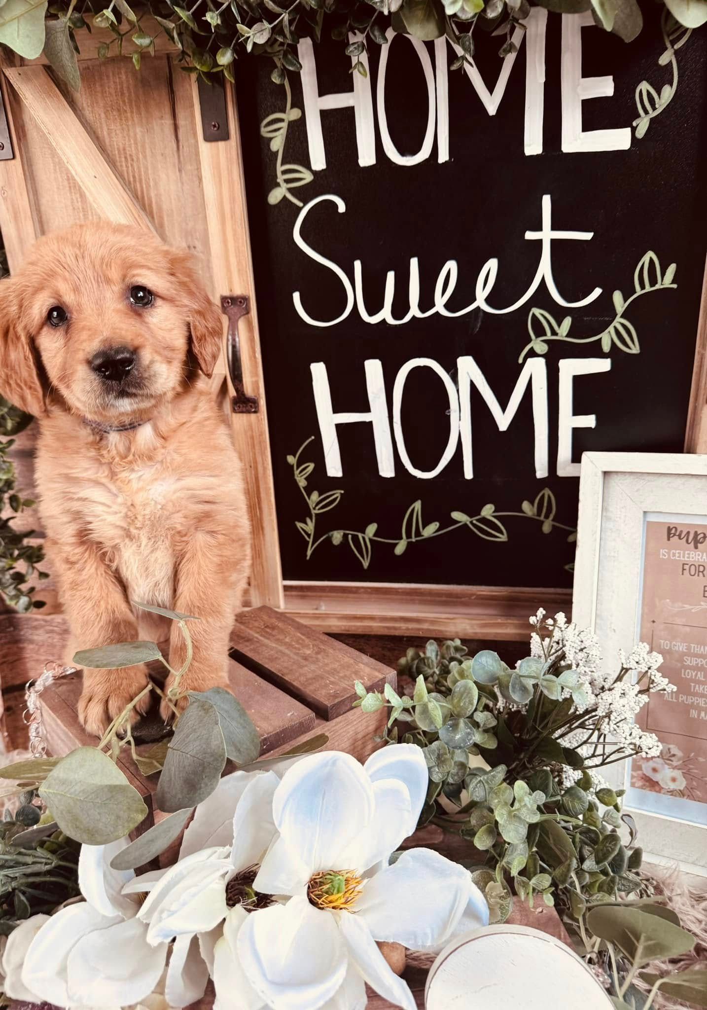 Golden dog beside a “Home Sweet Home” sign and white flowers in a rustic entryway