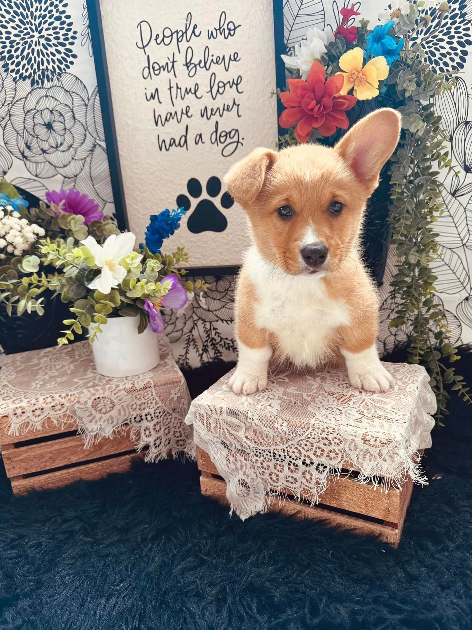Small tan-and-white dog on lace-covered crate amid flowers and a memorial-style sign.