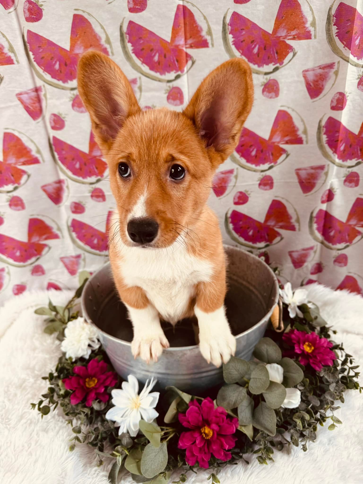 Corgi puppy in a metal bucket, surrounded by flowers and eucalyptus on a patterned pink backdrop