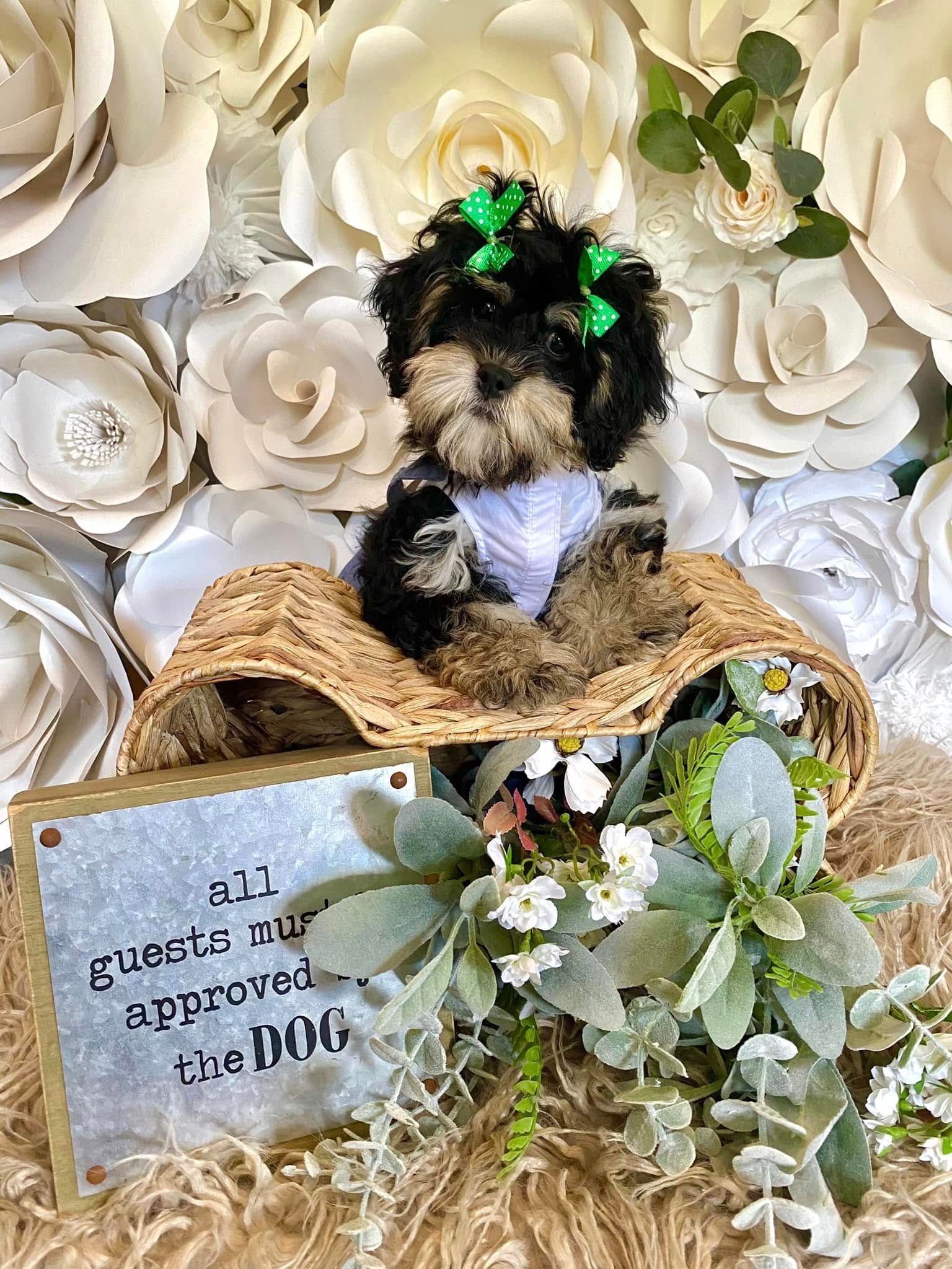 Small black-and-white puppy in a straw basket with greenery and flowers, beside a sign reading “A little goes a long way.”