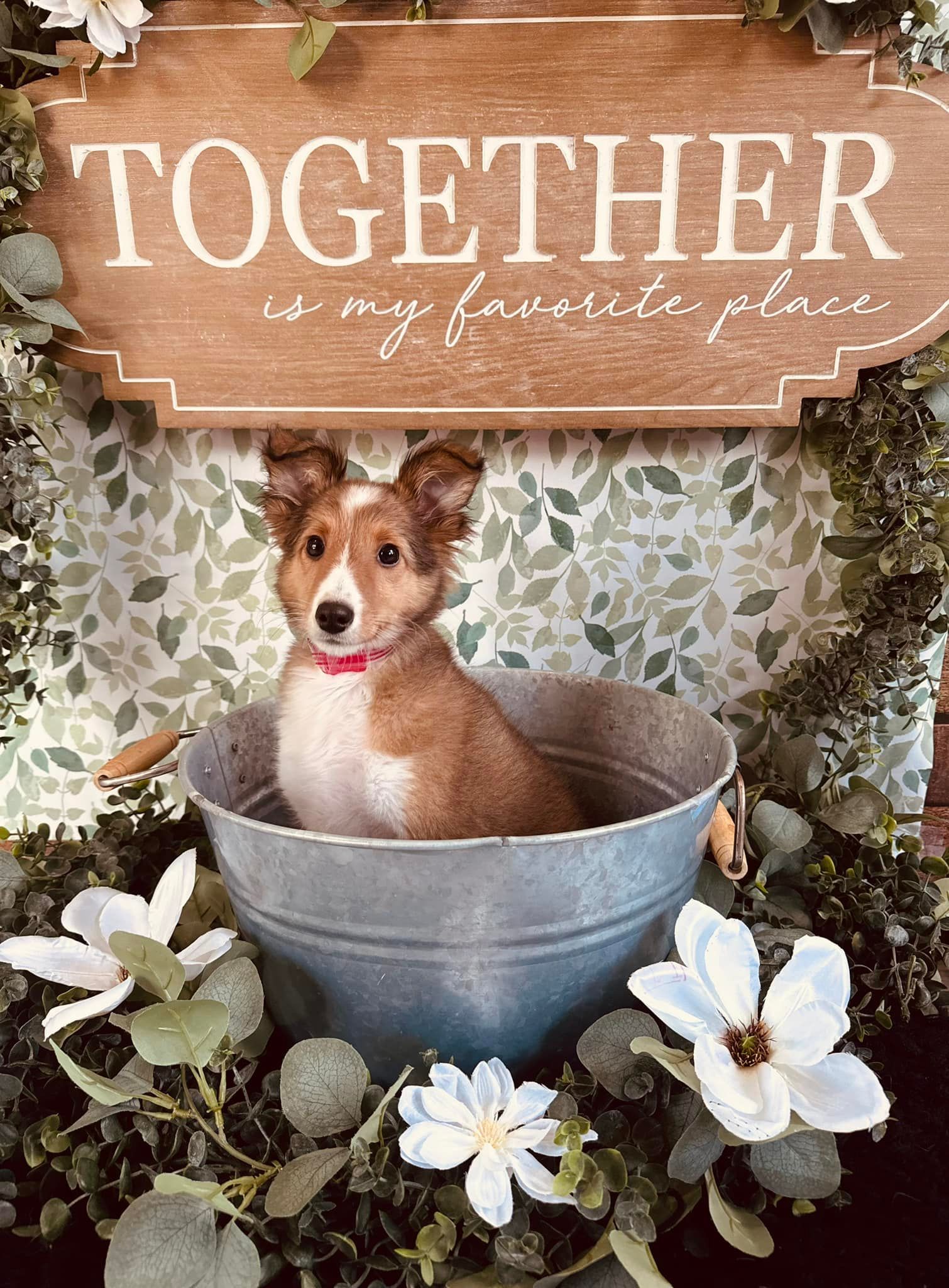 Puppy in a metal bucket beneath a wooden sign reading “TOGETHER,” framed by flowers and greenery