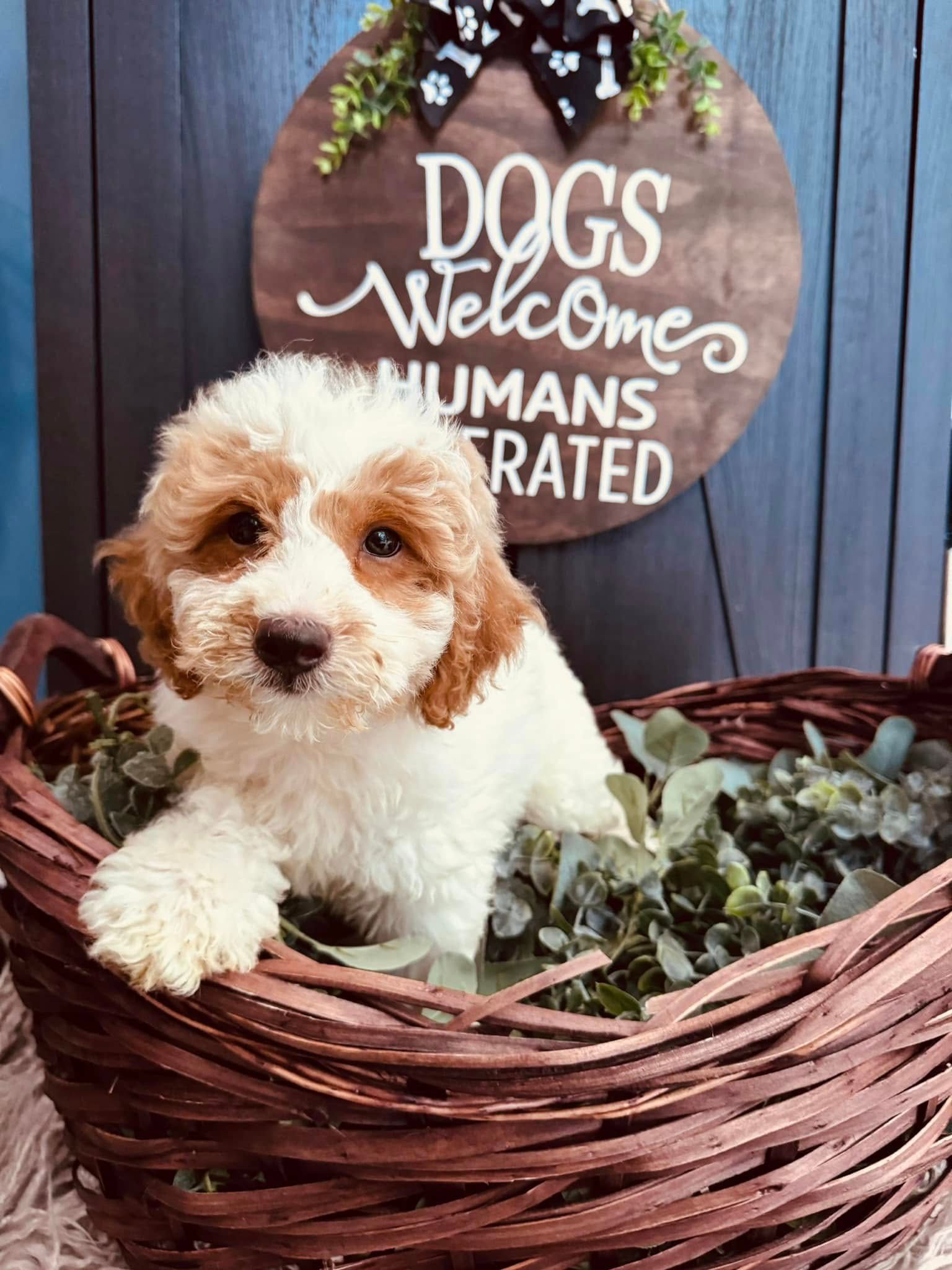 Small fluffy puppy in a woven basket with a sign reading “Dogs welcome, humans tolerated.”