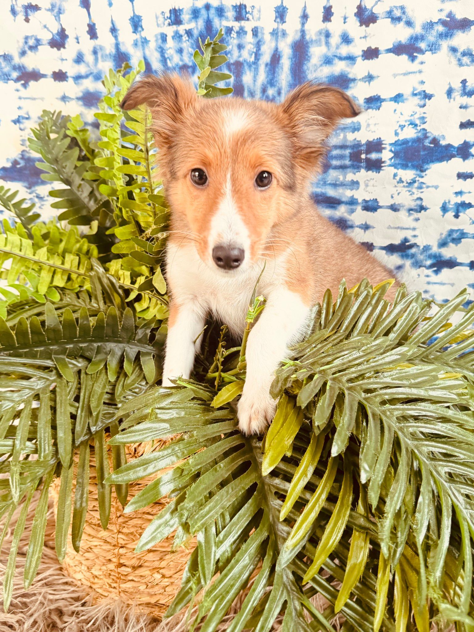 Puppy peeking through green palm fronds against a blue-and-white backdrop