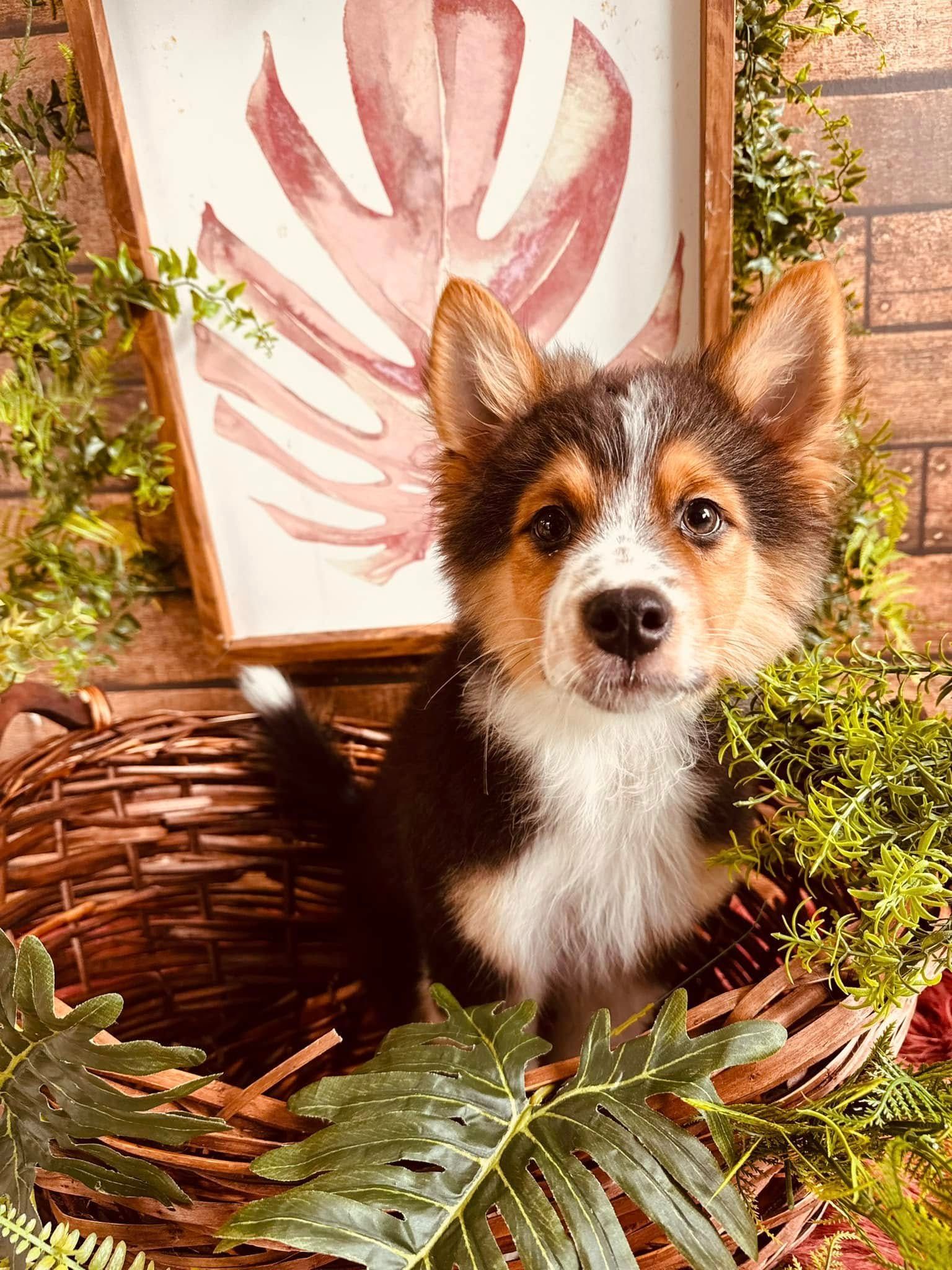 Small tricolor puppy in a wicker basket, surrounded by fern leaves and a pink leaf print backdrop.