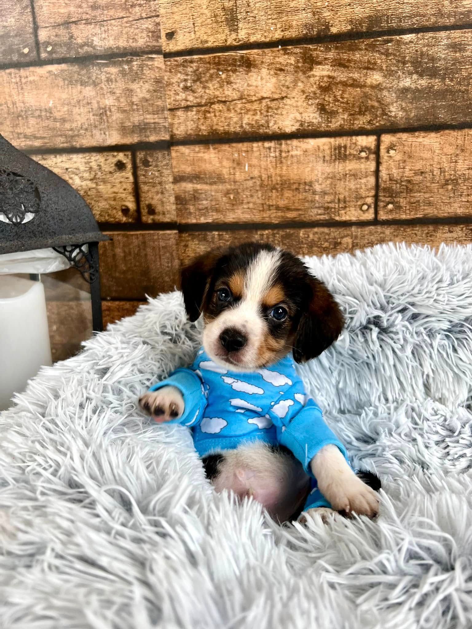 Small puppy in a blue sweater lying in a fluffy gray bed against a wooden wall.