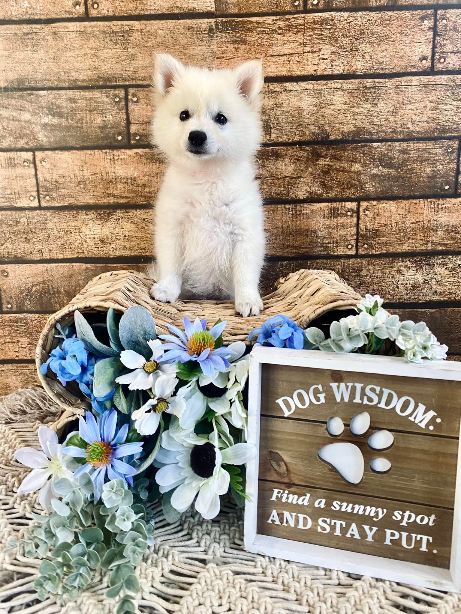 White fluffy puppy sitting on flowers beside a “Dog Wisdom” sign against a brick wall