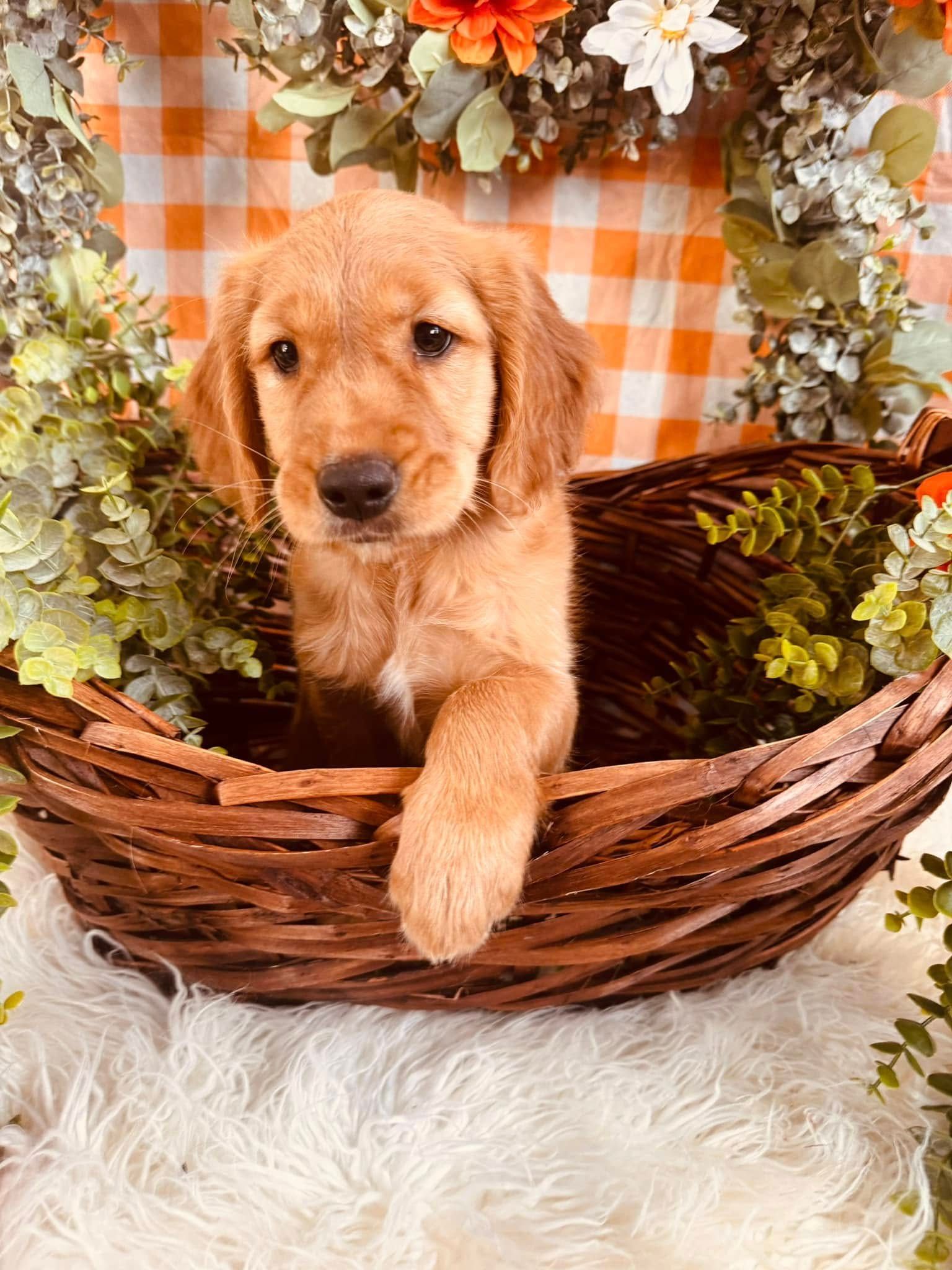 Golden retriever puppy in a wicker basket, surrounded by flowers and orange plaid fabric.