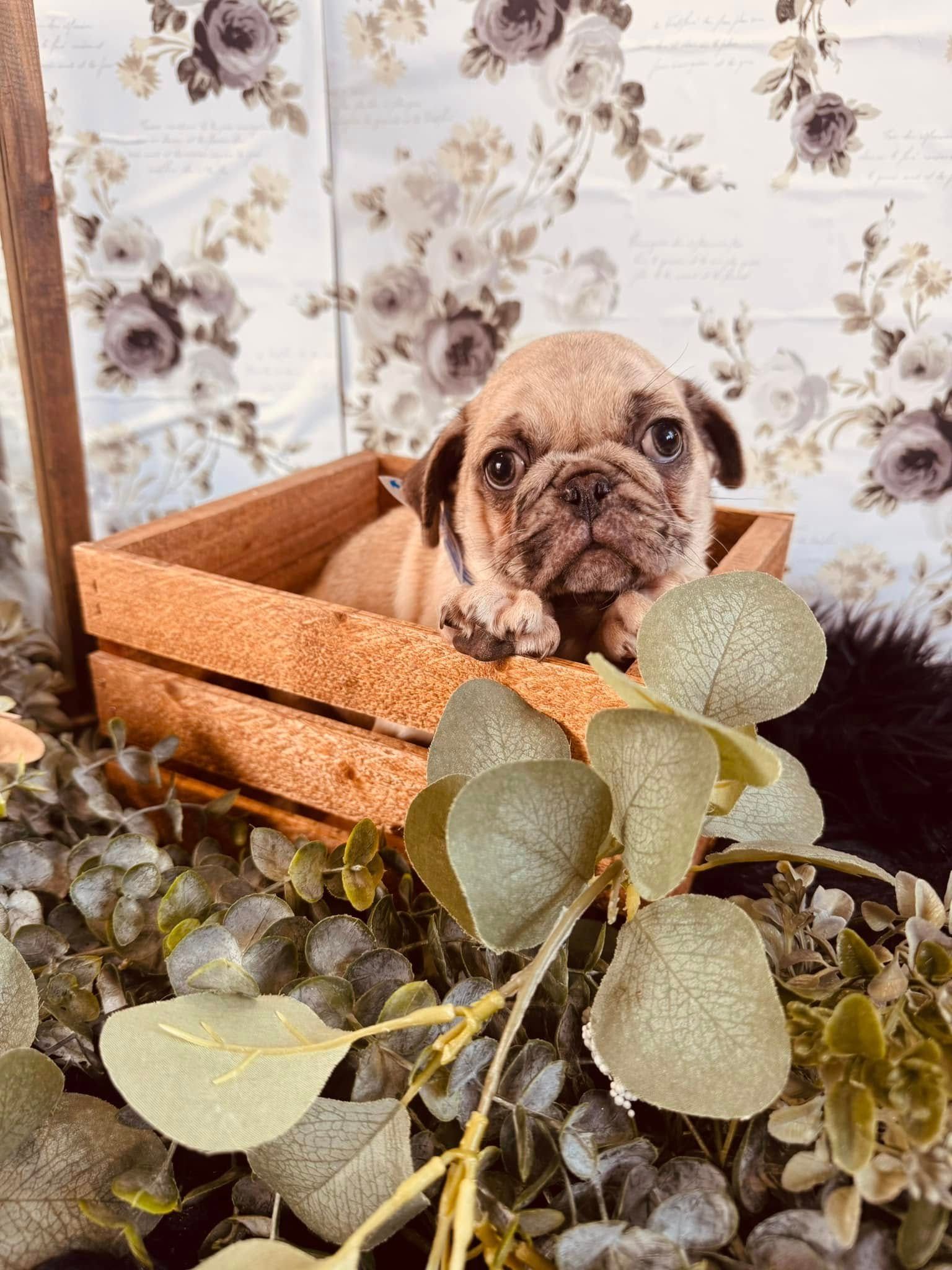Small tan puppy peeking from a wooden crate, surrounded by eucalyptus leaves, against floral wallpaper.
