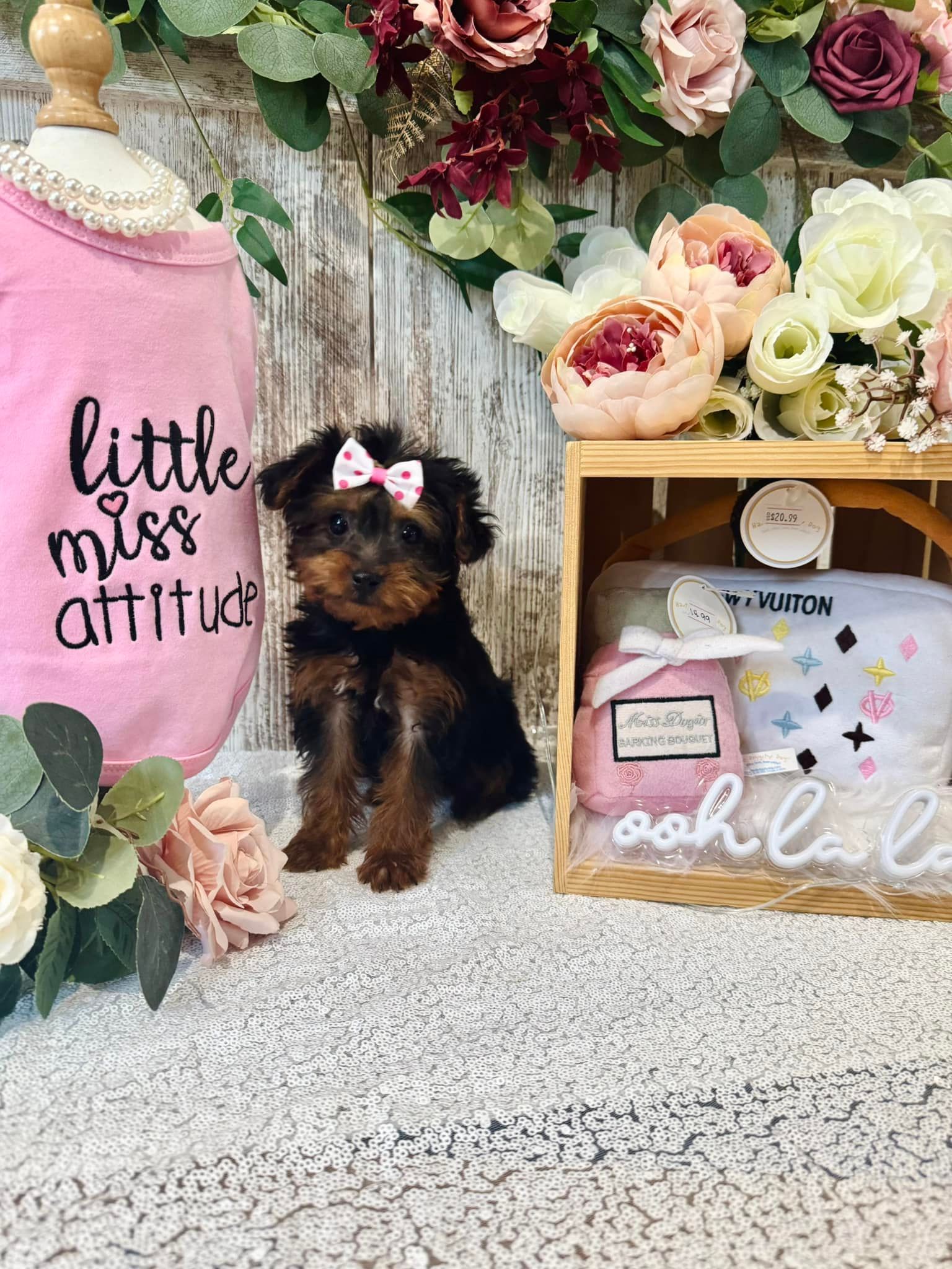 Small dog in pink bow beside pink “little miss attitude” shirt and floral display in a cozy setup