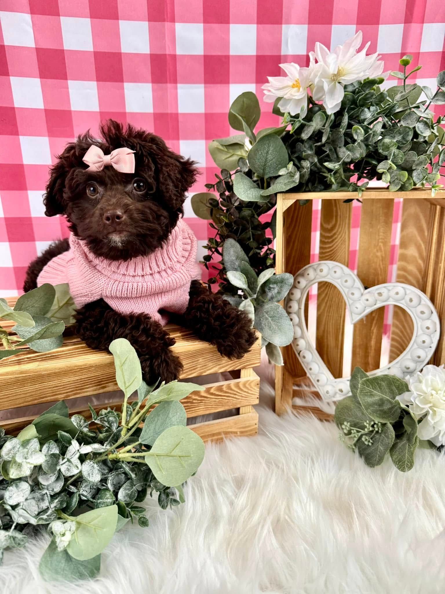 Small brown puppy in a pink sweater and bow, sitting among flowers and heart decor on a pink checkered backdrop