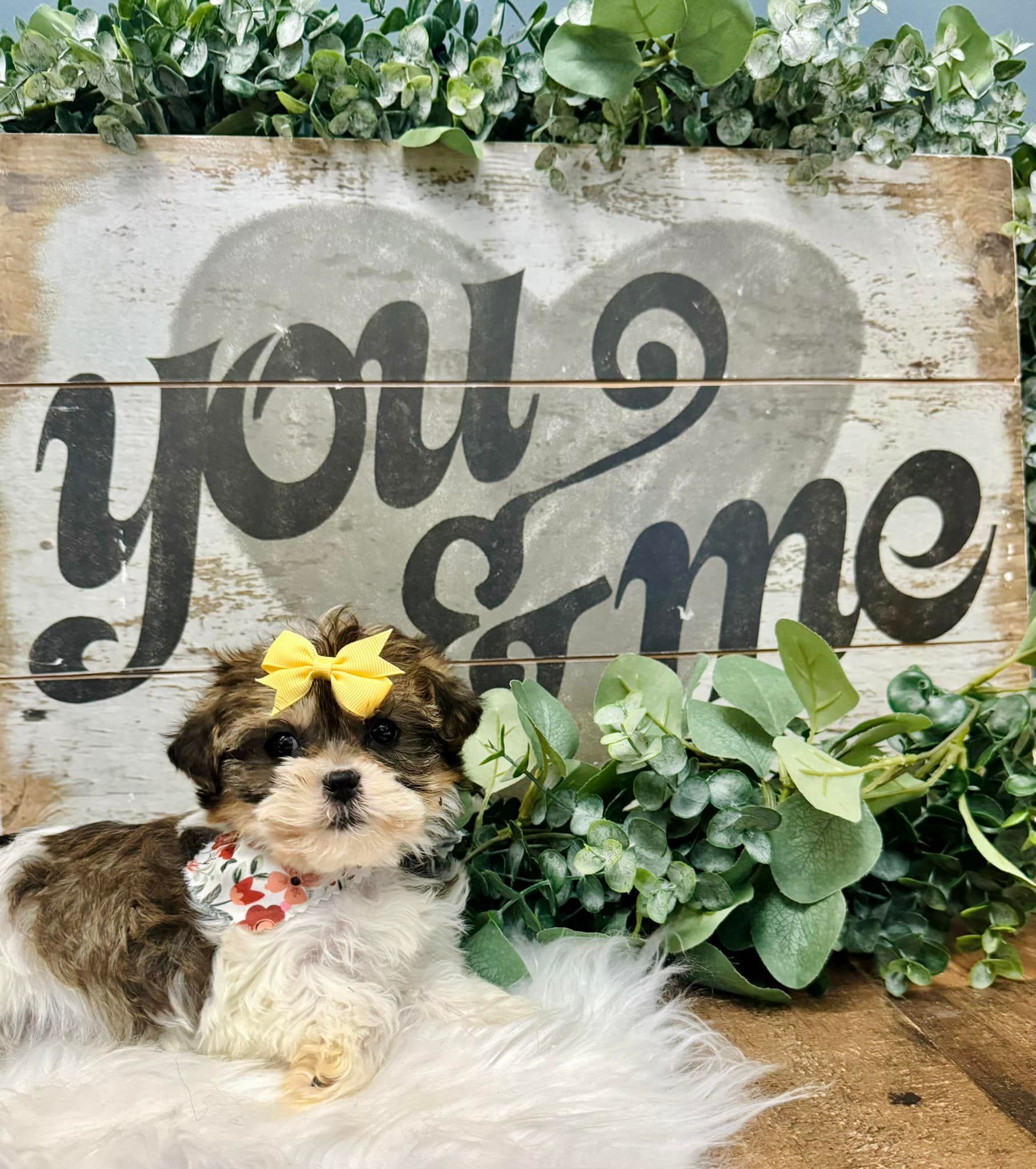 Small fluffy puppy with a yellow bow sitting by greenery in front of a “you & me” sign