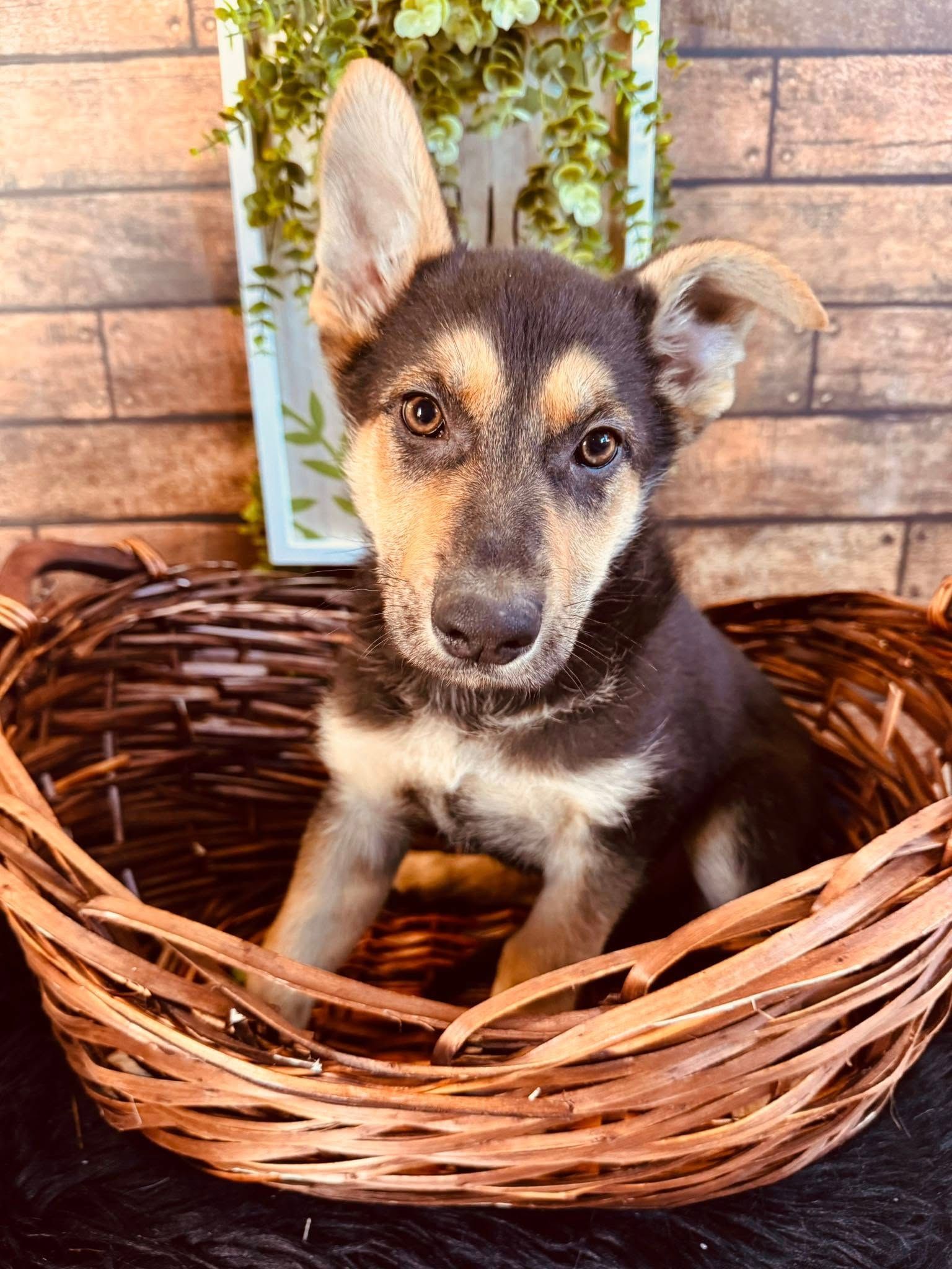 Small puppy with black and tan fur sitting in a wicker basket against a rustic wooden wall.
