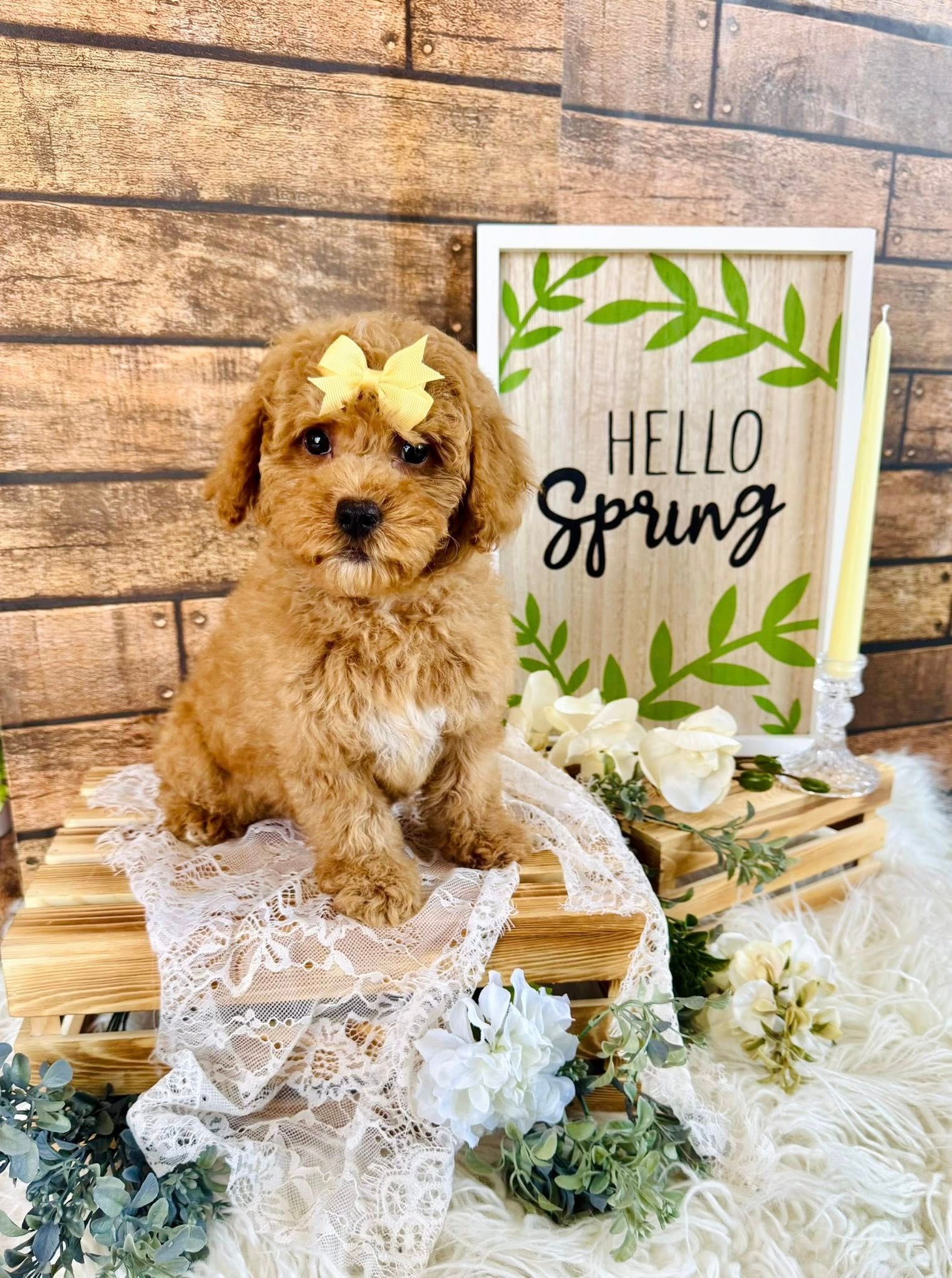 Small tan puppy with yellow bow sitting on lace beside a “Hello Spring” sign and white flowers.