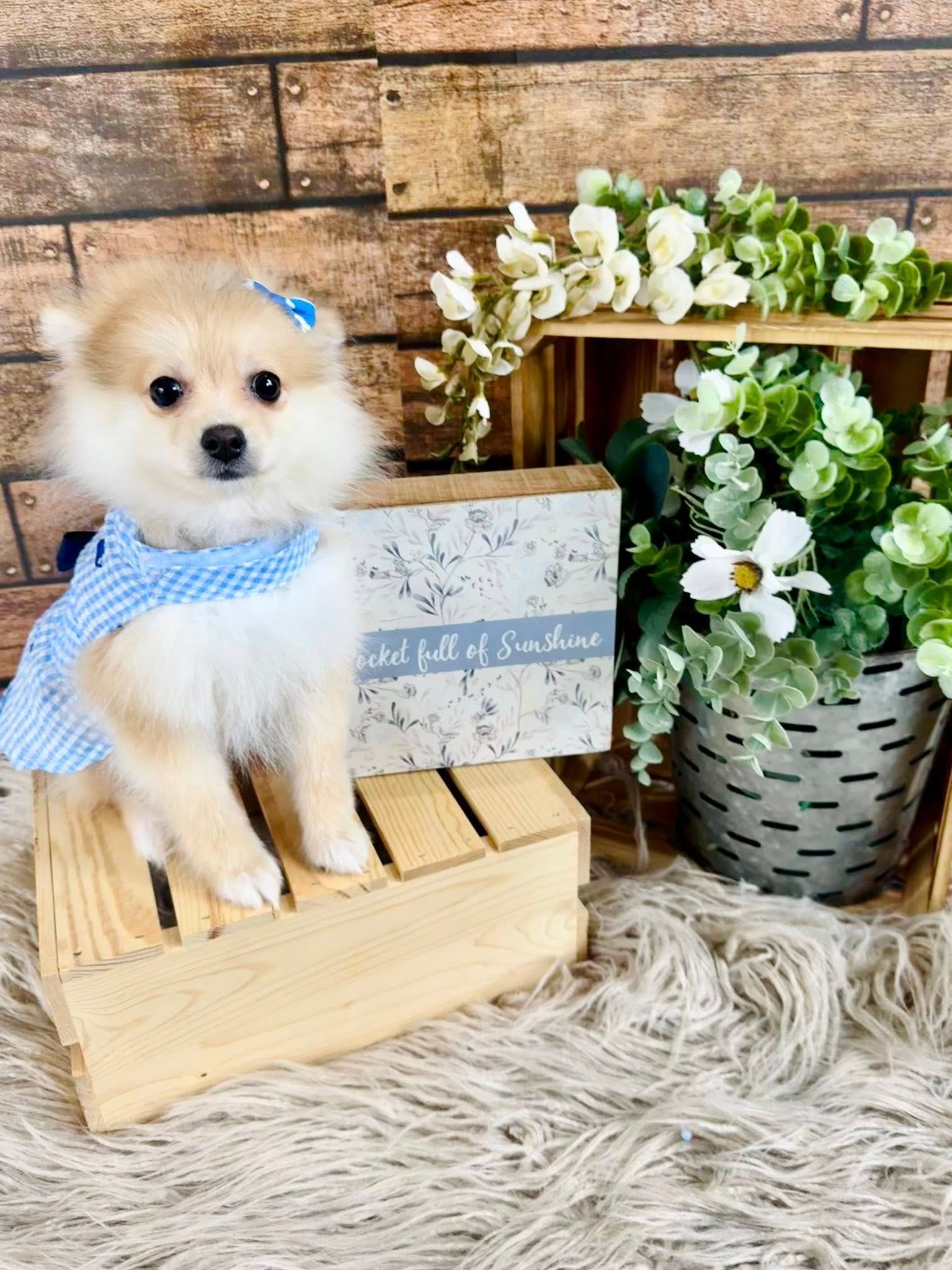 Small fluffy white puppy with a blue ribbon sitting in a wooden crate beside flowers on a rug.