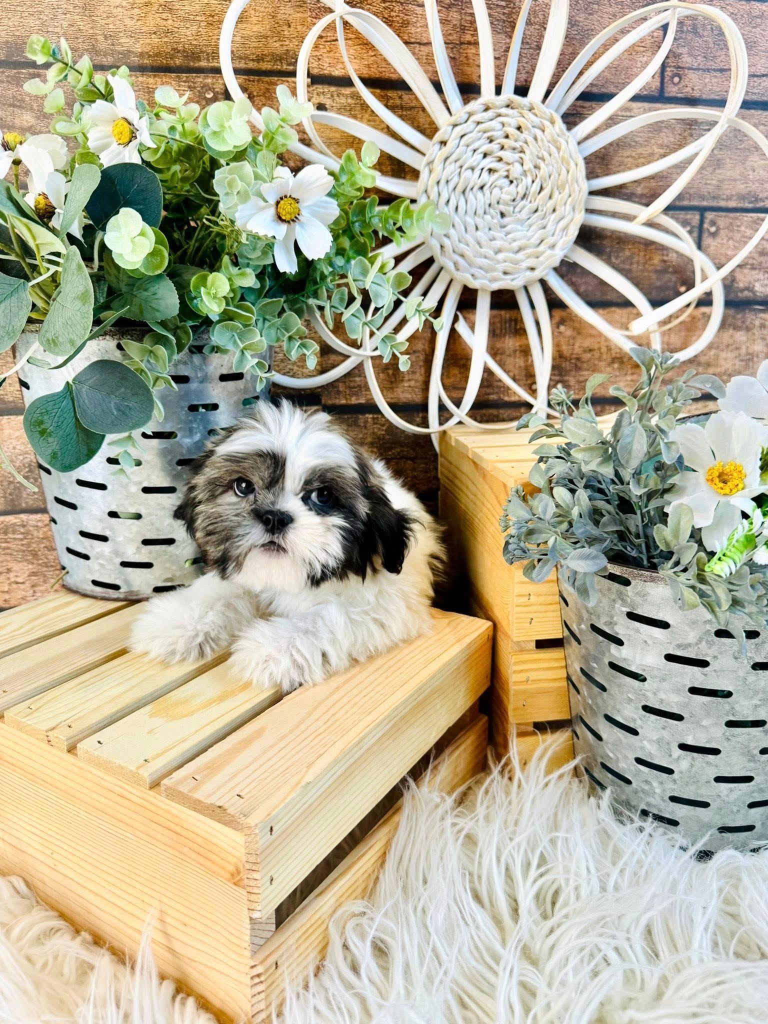 Small black-and-white puppy on wooden crates amid flowers and a white decorative wheel.