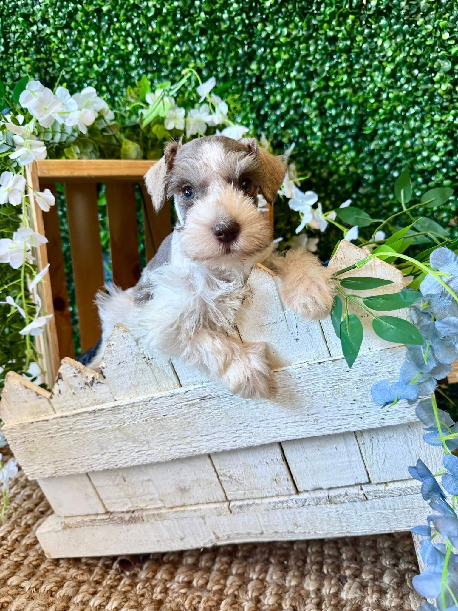 Small fluffy puppy sitting in a wooden crate planter with white flowers and green foliage