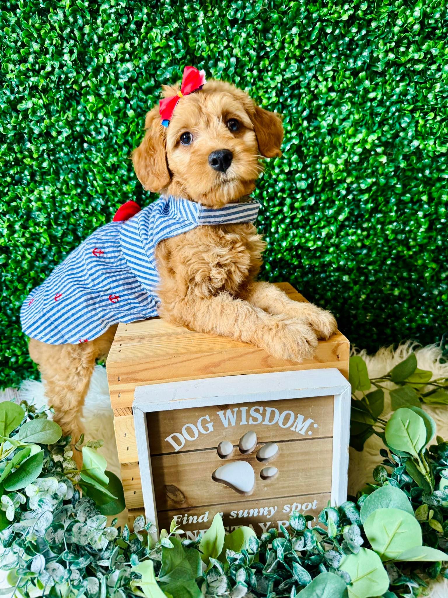 Small tan dog in a blue striped shirt and red bow standing by a wooden “DOG WISDOM” box against a green backdrop