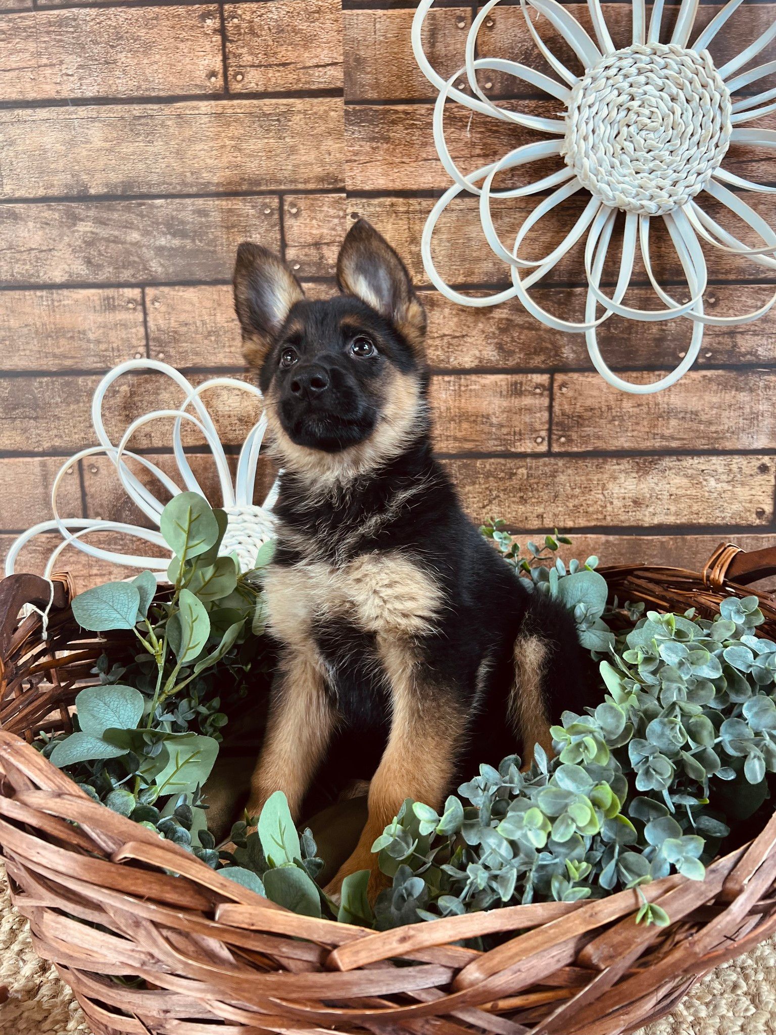 German Shepherd puppy sitting in a wicker basket with greenery against a brick wall backdrop