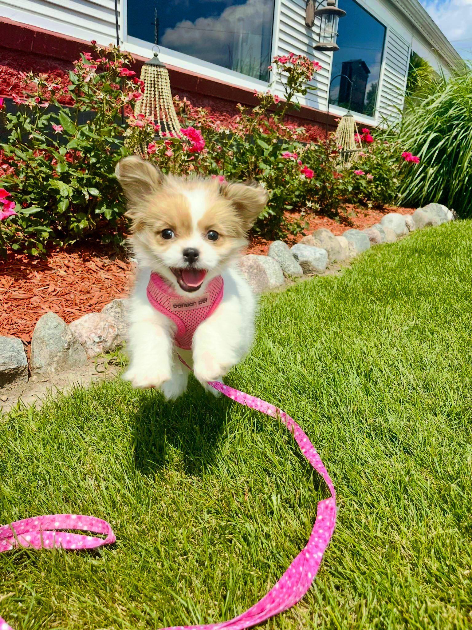 Small fluffy dog in a pink harness sitting on grass in front of colorful flowers and a house.