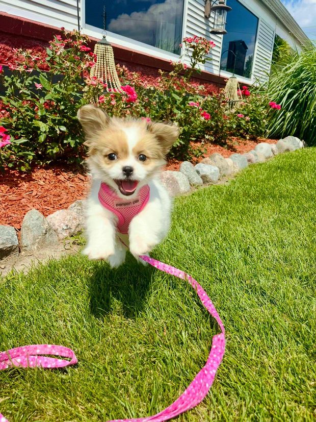 Small white-and-tan dog in a pink harness on a leash, standing on grass by a flowerbed and house.