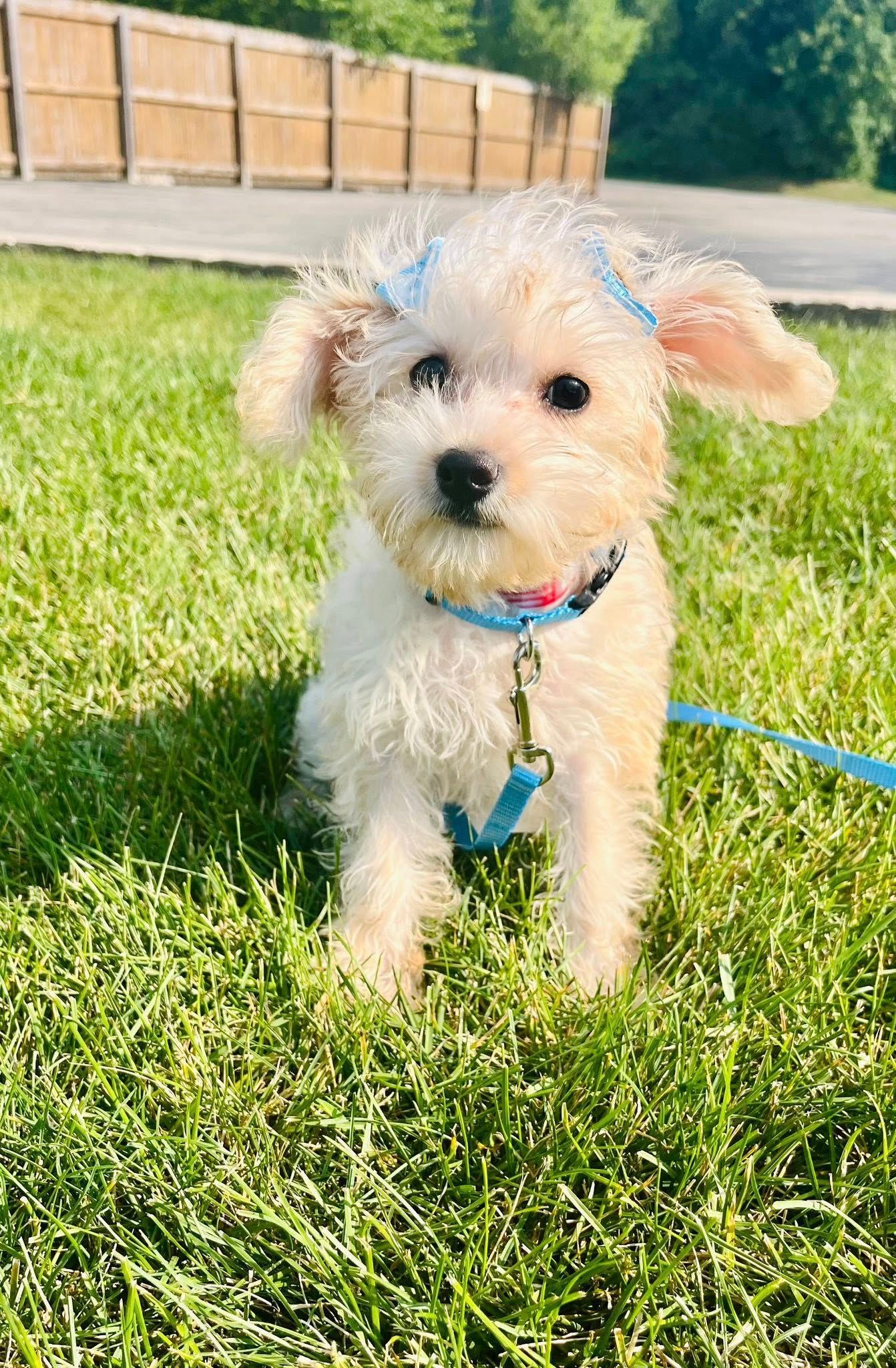 Small white fluffy dog on grass wearing a blue harness, standing outdoors in sunlight.