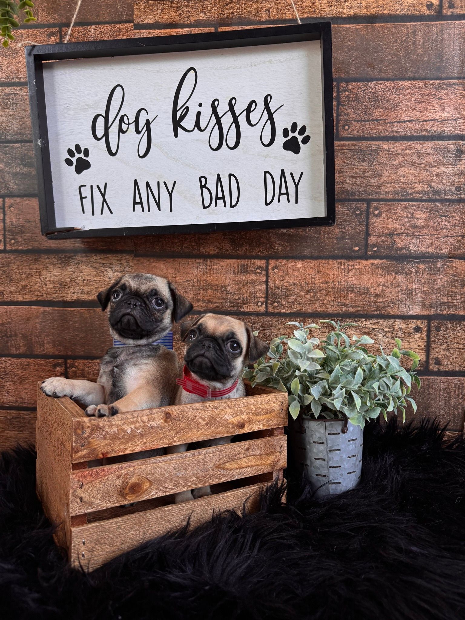 Two pug puppies in a wooden crate beneath a sign reading “dog kisses fix any bad day.”