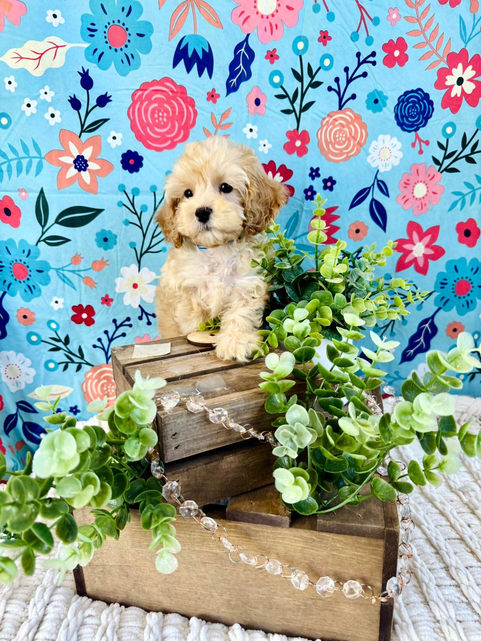 Small fluffy puppy sitting on wooden crates with green vines against a bright floral blue backdrop