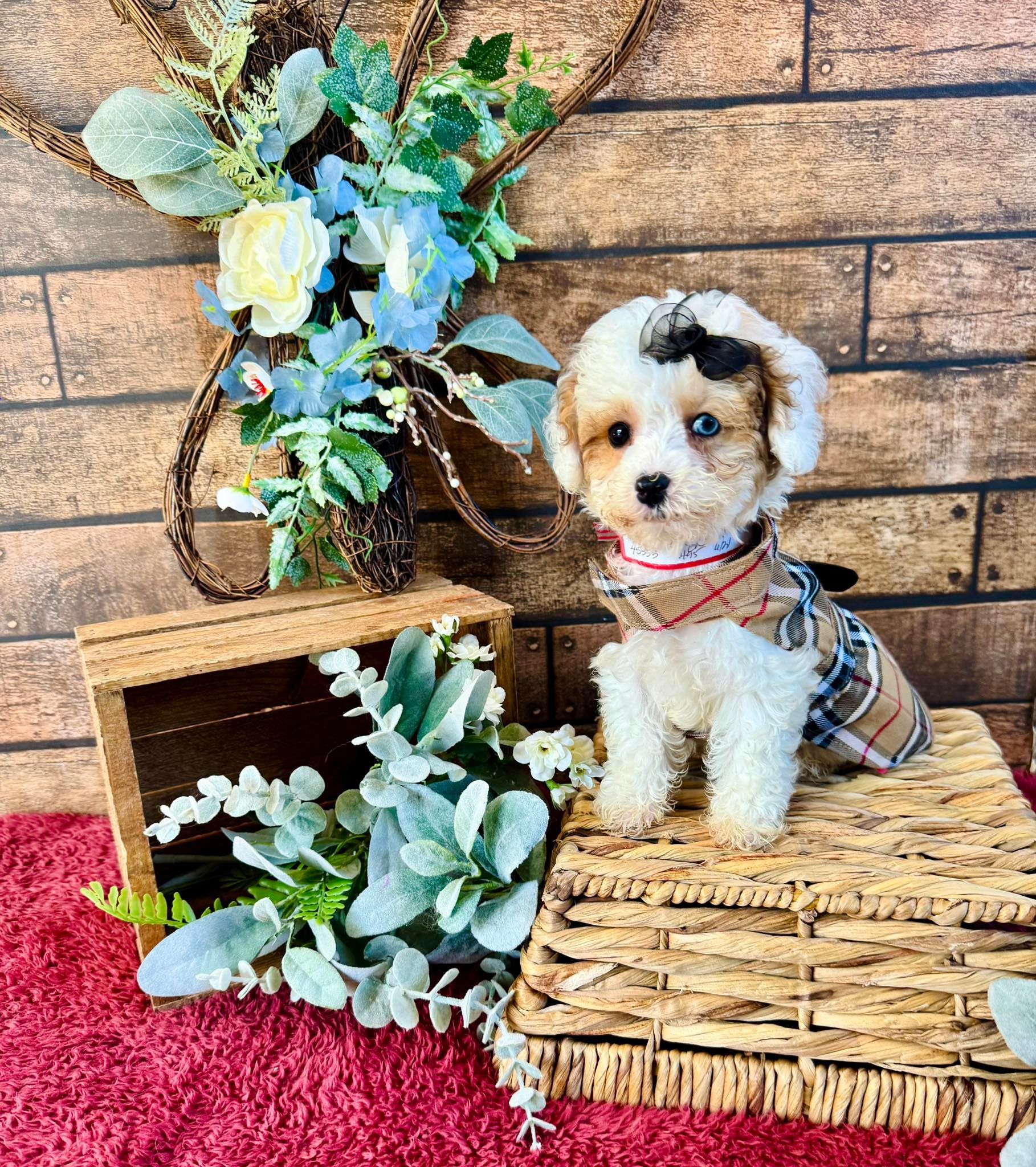 Small fluffy puppy sitting on a wicker basket with flowers against a brick wall background