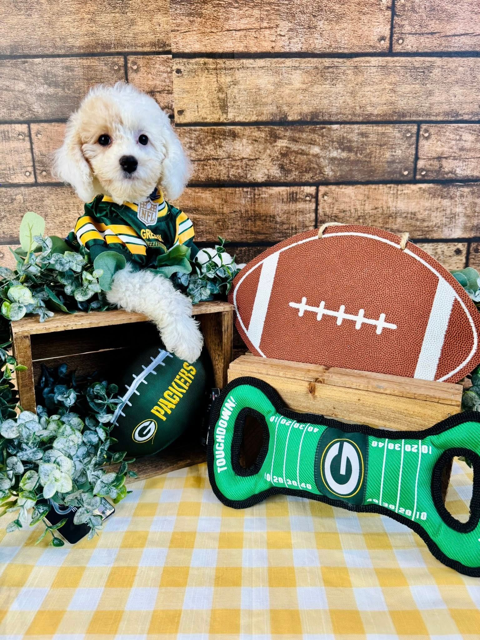 Small white puppy among football props on a checkered blanket, with a brick wall backdrop