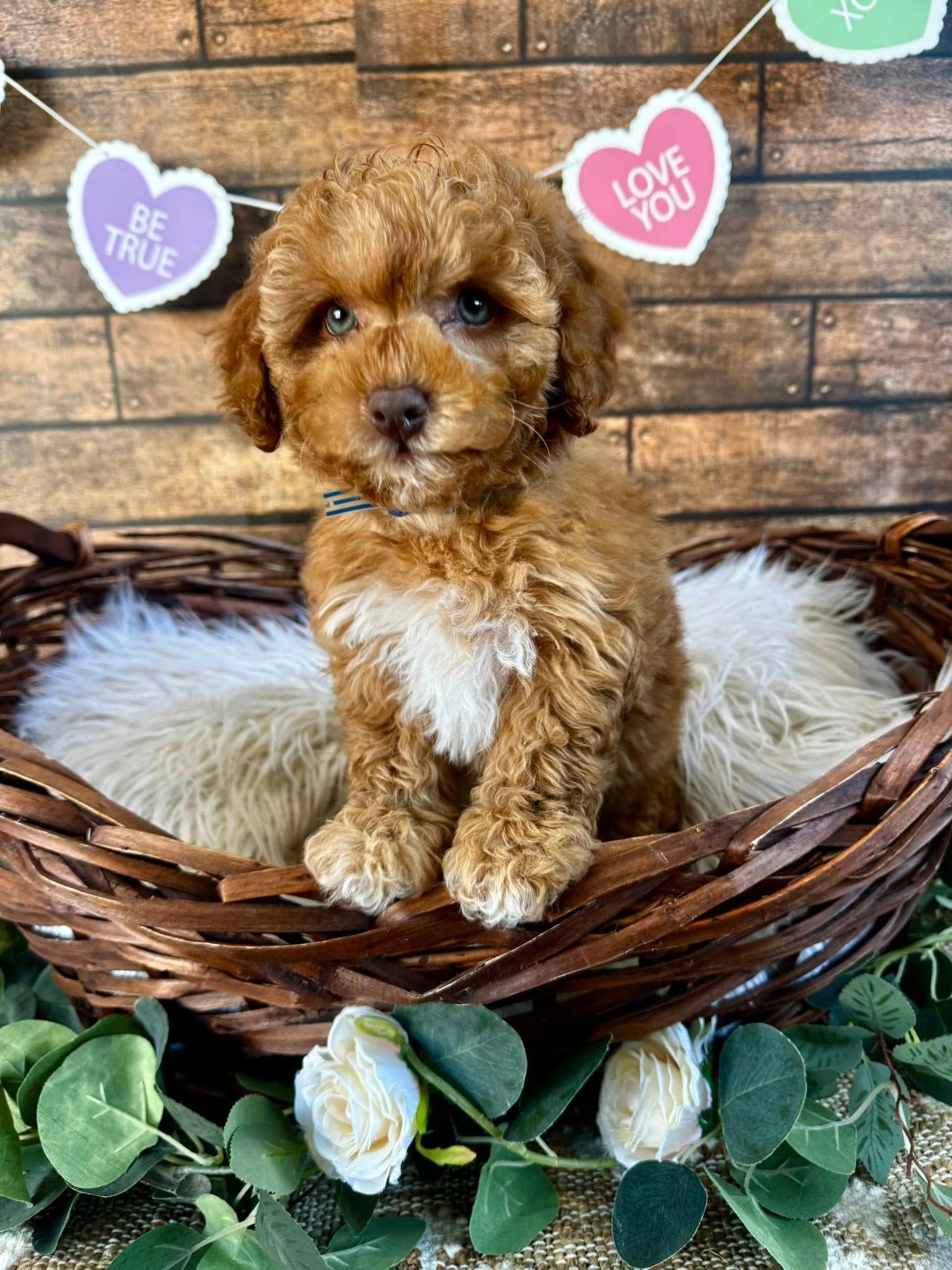 Small brown puppy sitting in a wicker basket with greenery and heart decorations