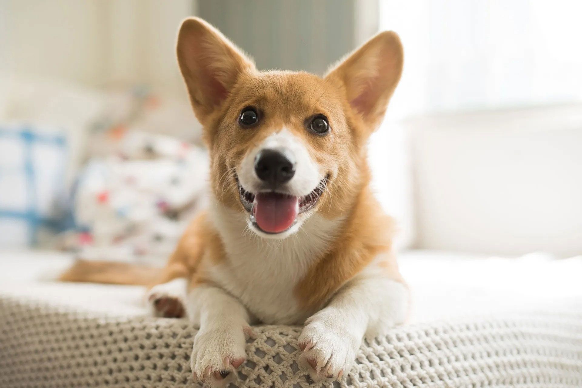 Puppyworld