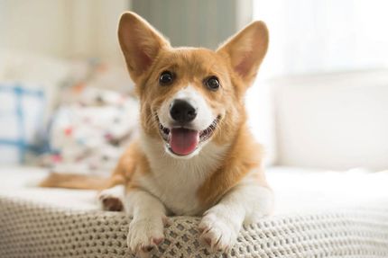 Puppyworld