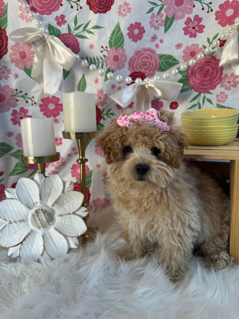 Small black-and-brown puppy sitting on a white star among rustic holiday decor and greenery