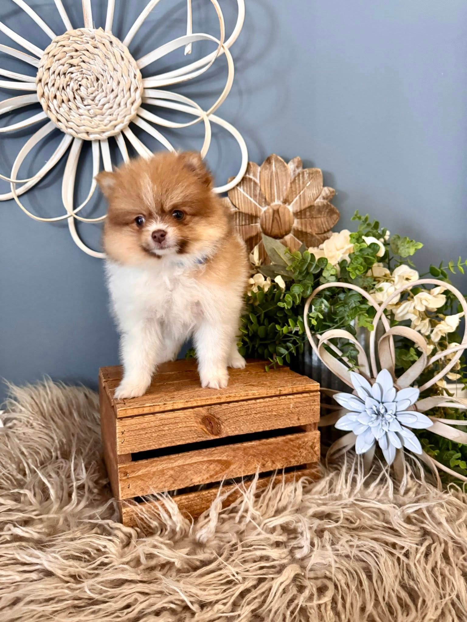 White fluffy puppy wearing a blue and pink bandana, posed before flowers and a 