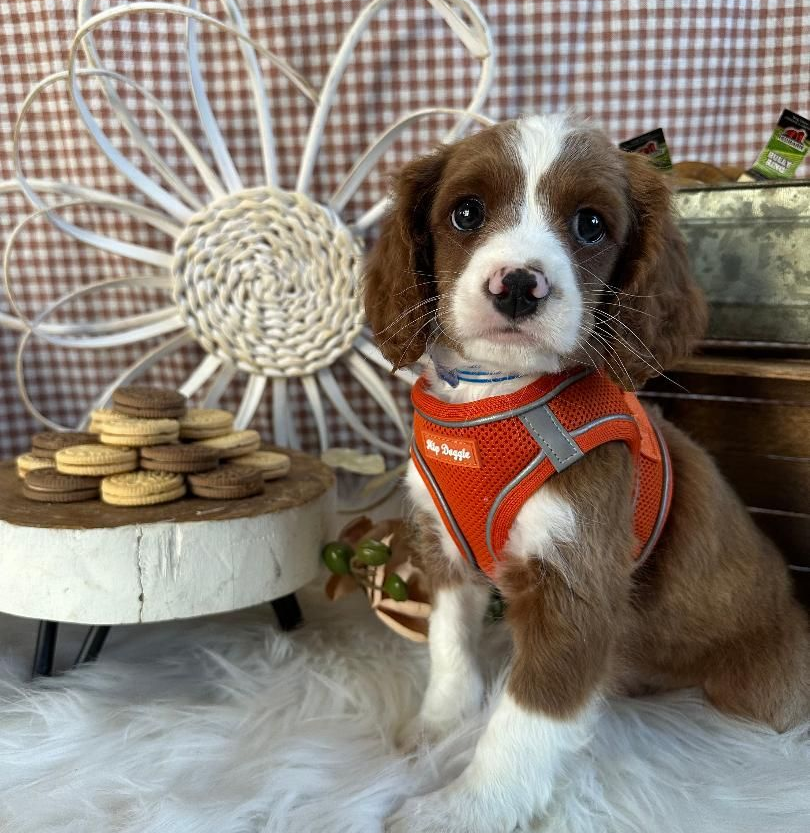 White fluffy puppy wearing a blue and pink bandana, posed before flowers and a 