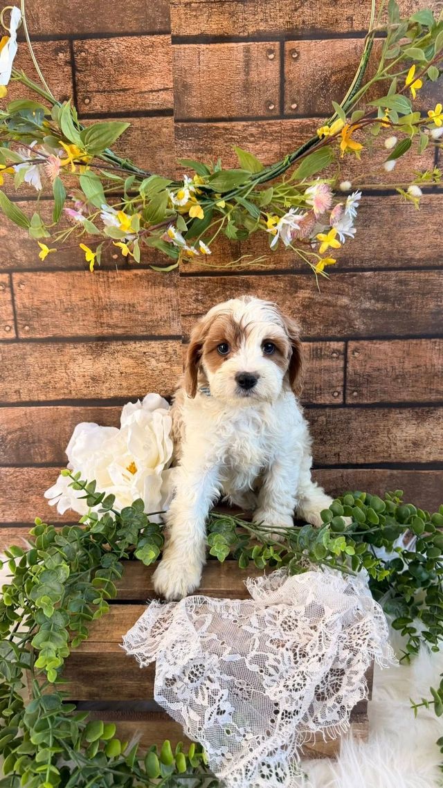everywan.さん Puppies for Sale | Puppyworld | Franklin, WI