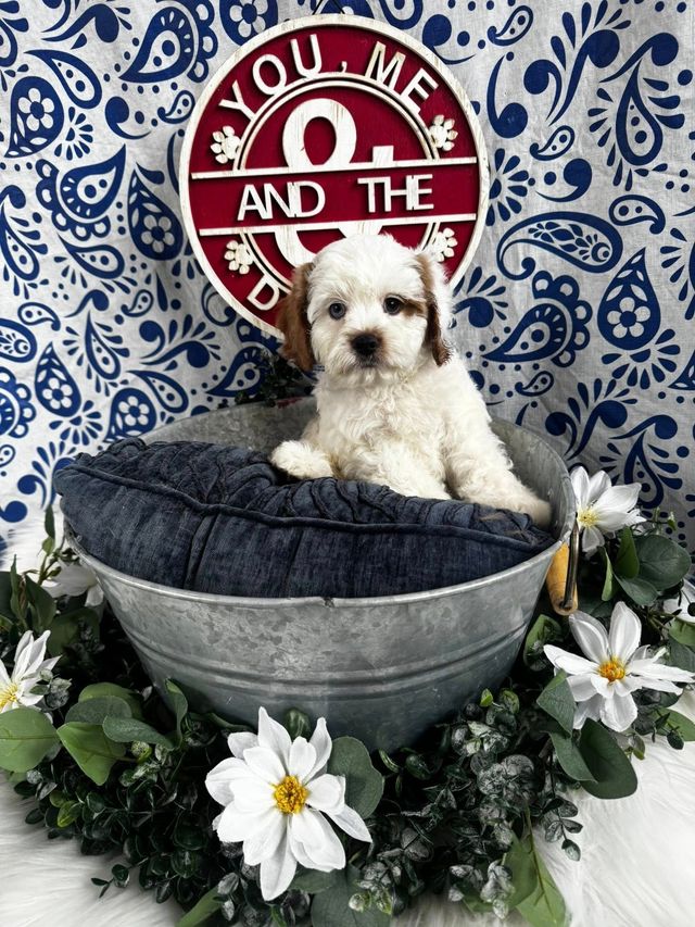 Puppies for Sale | Puppyworld | Franklin, WI