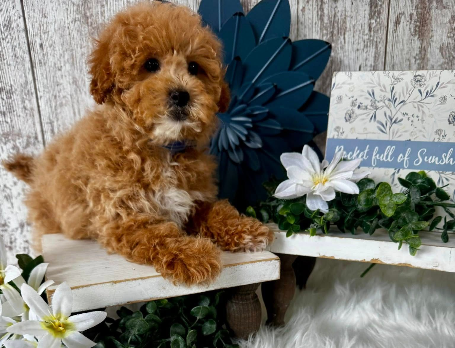 Small Female Morkie puppy