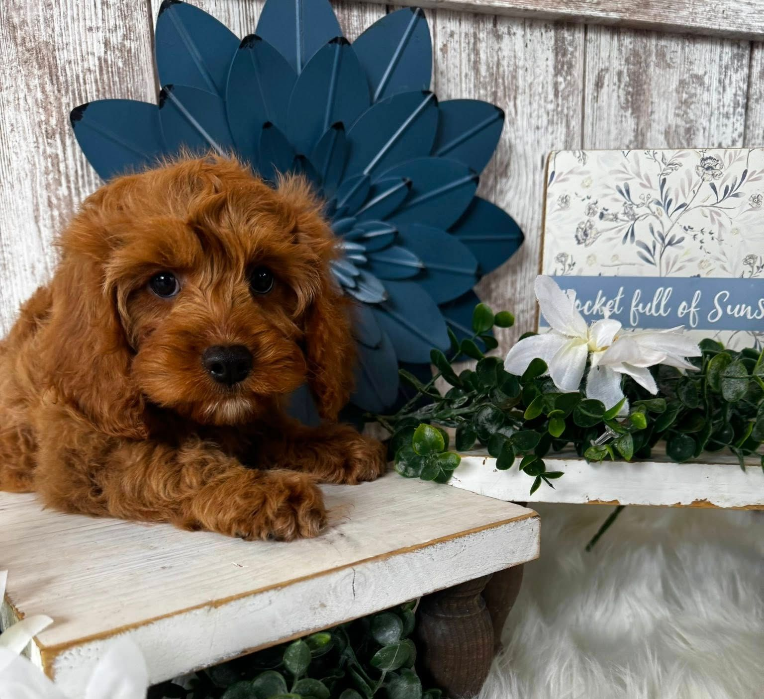 White fluffy puppy wearing a blue and pink bandana, posed before flowers and a 