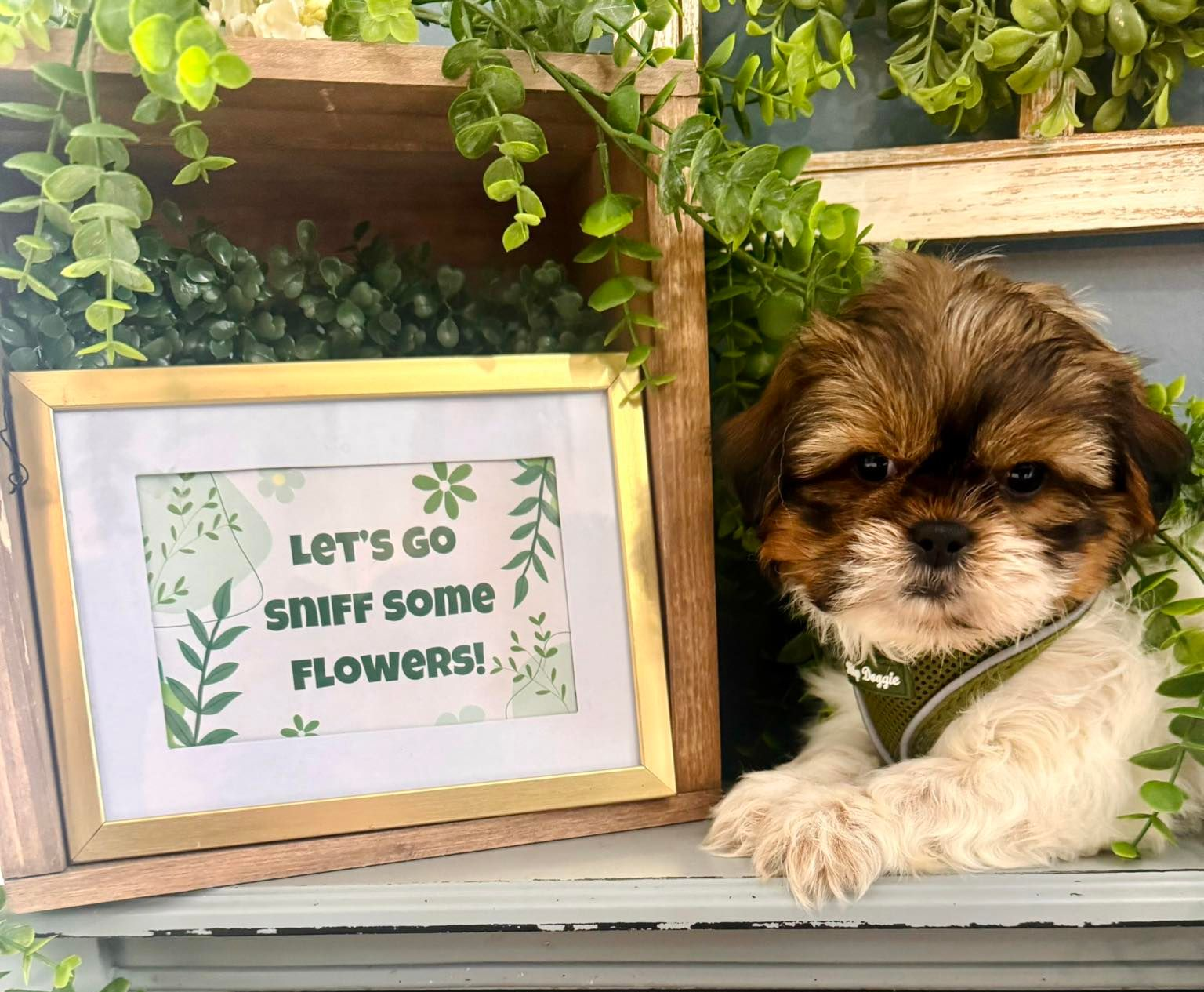 Small black-and-tan puppy sitting in a blue bucket behind a wooden bunny cutout with flowers and greenery.