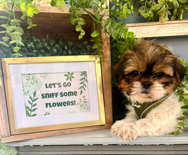 Puppies for Sale | Puppyworld | Franklin, WI