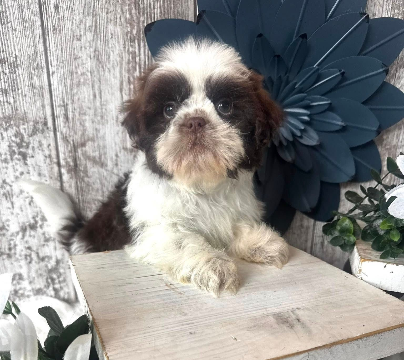 Small black-and-tan puppy sitting in a blue bucket behind a wooden bunny cutout with flowers and greenery.