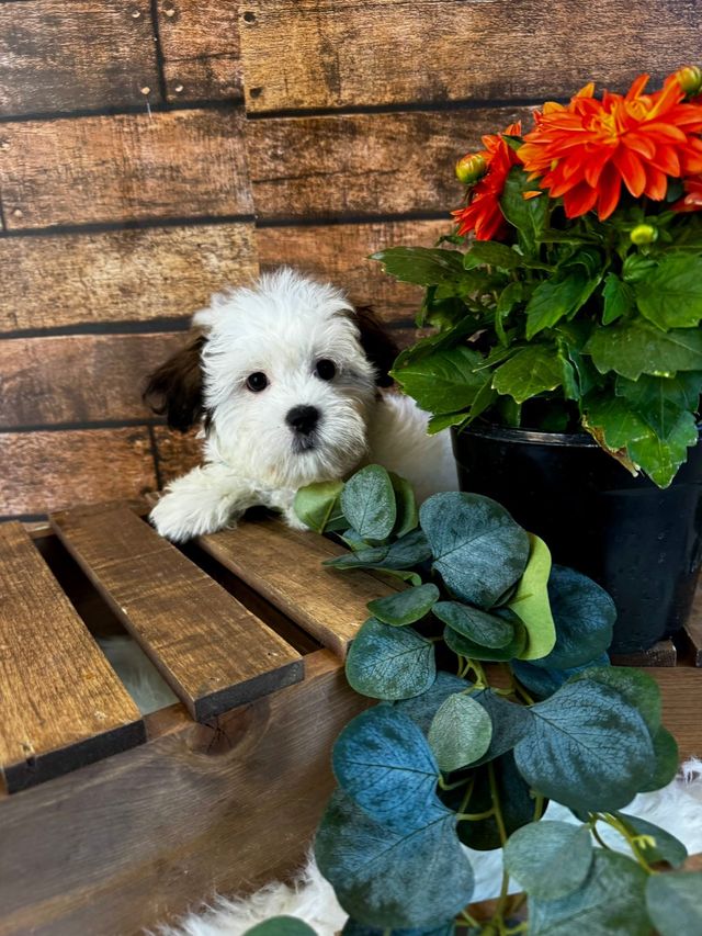 Puppies for Sale | Puppyworld | Franklin, WI