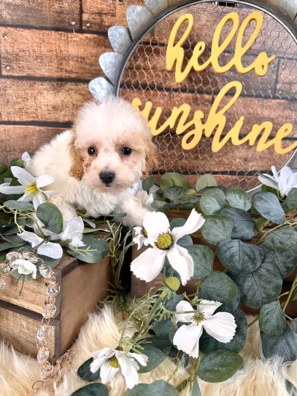 Small fluffy puppy in a floral wooden crate with white flowers and a hello sunshine sign